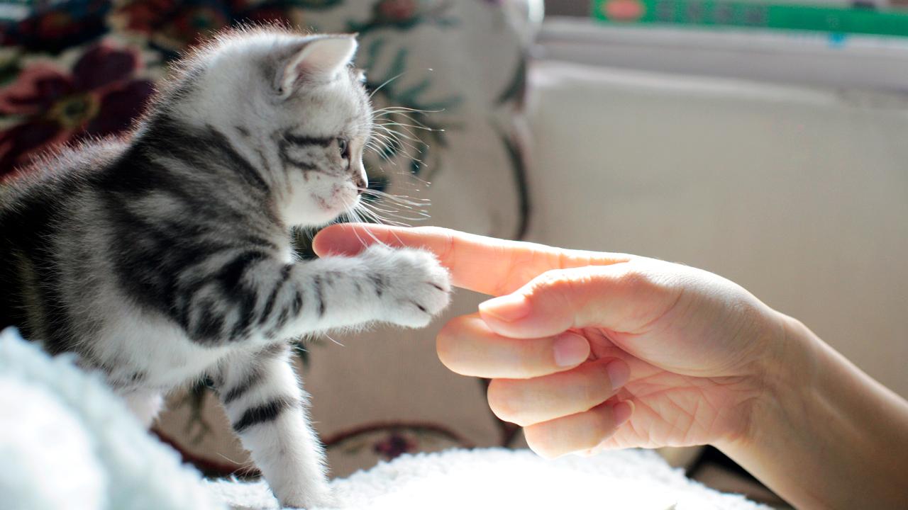 interacting with kitten تدريب القط على المصافحة في 9 خطوات فقط! 1 تدريب القط على المصافحة في 9 خطوات فقط!