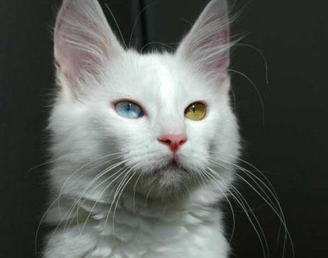 7 most expensive cat breeds in the world.