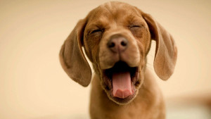  Along side yawning, look out for indicators like licking the lips, flattening of the ears and broadening of the eyes to communicate discomfort and anxiety. Image - www.theluxuryspot.com