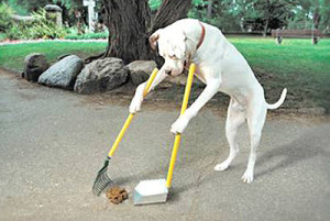 Dog scooping poop.jpg