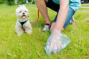 A responsible pet parent must have no qualms in cleaning after their furry kids. Image: www.dogster.com
