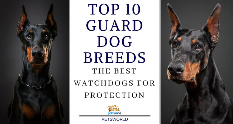 Top Guard Dog Breeds
