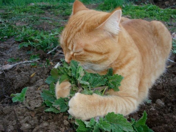 Is catnip safe for cats?