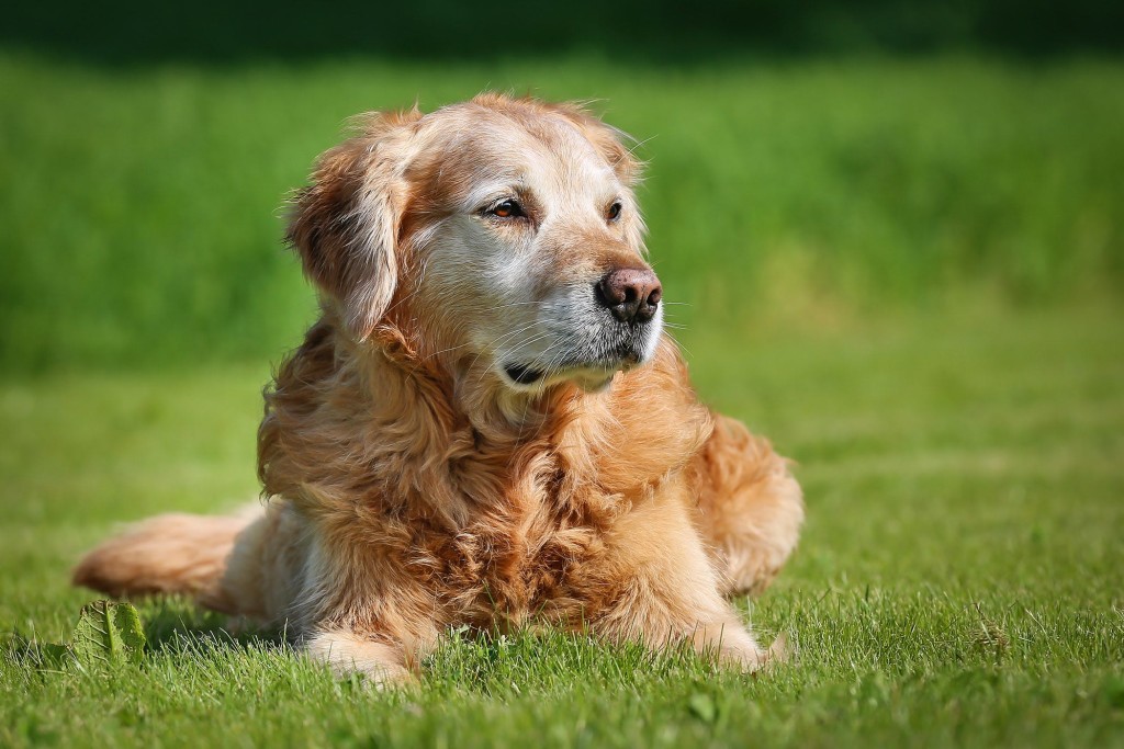 ¿Síntomas de la demencia canina y cómo lidiar con ella?