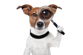 dog with a magnifying glass