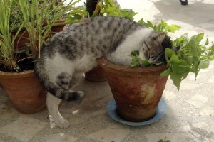 Catnip is also known as Catmint, most cats becomes calmer upon ingesting the herb. Image - www.thespruce.com