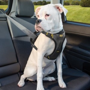When you use a collar the pressure is directed at the neck and pulling on it may cause injuries in small and delicate dog breeds. On the other hand a harness distributes the pressure on the back and entire body. Image - happytailsrule.com