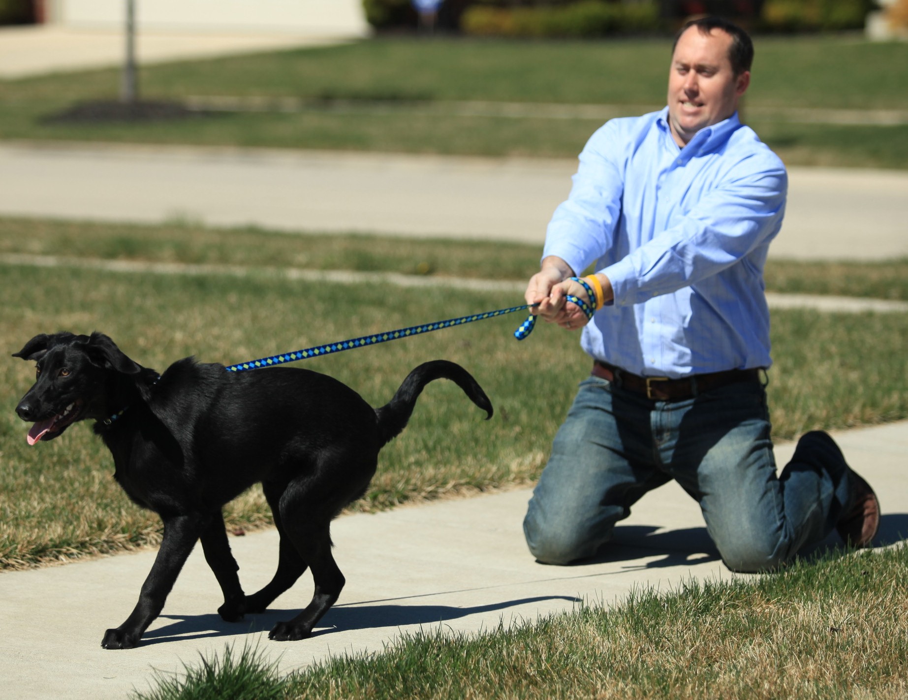 6 Advantages of using a dog harness.