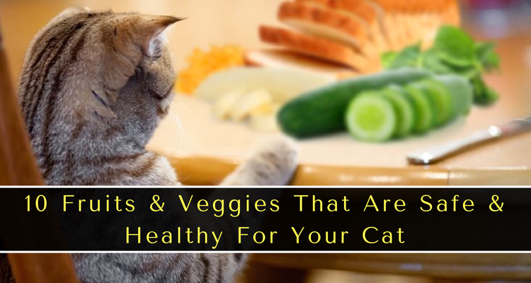 Fruits & Veggies For Cats