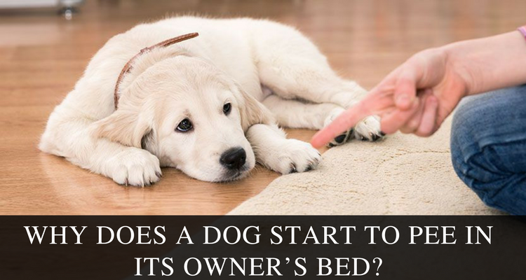 Why Does A Dog Start To Pee In Its Owner’s Bed