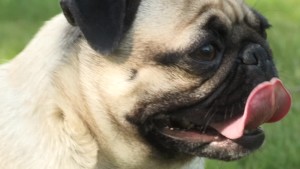 A brachycephalic jaw or an absence of a snout is a genetic fault in dogs and causes respiratory issues, but breeders in India intentionally develop it due to buyers fixation on a smiley faced Pug. Image:asi.cpp.edu/