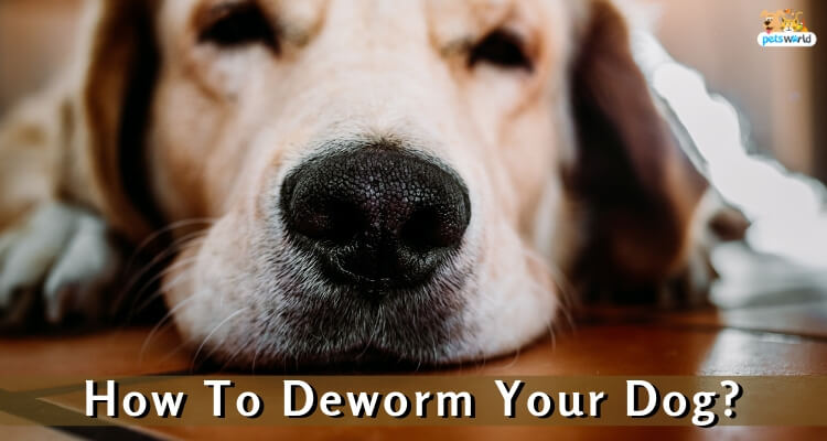 Deworm Your Dog