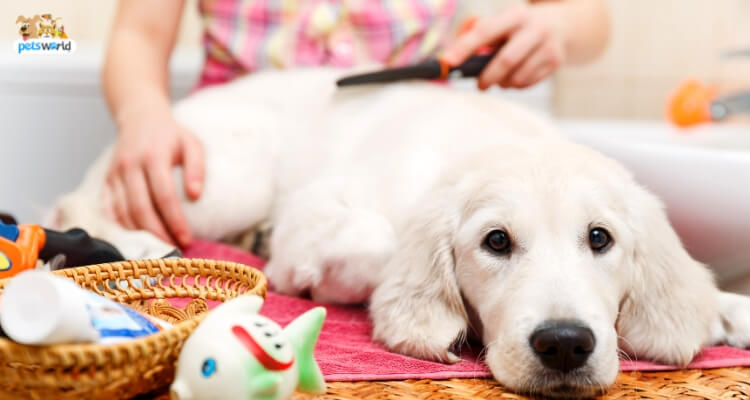 Steps to puppy grooming