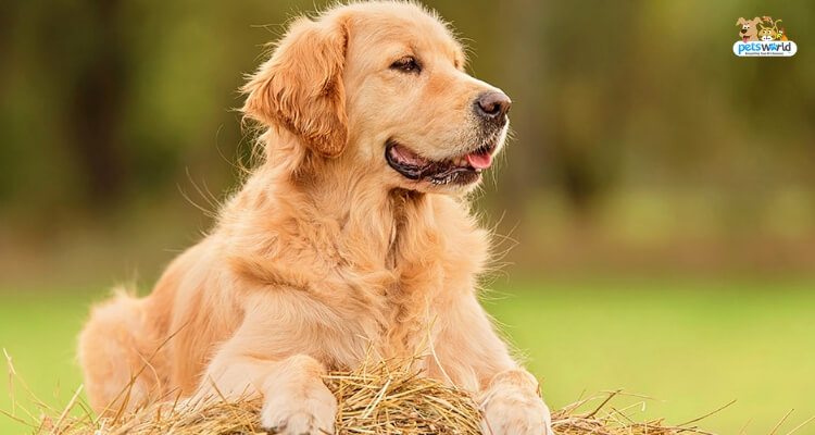 Golden Retriever Dog Breed Health and Care | PetMD