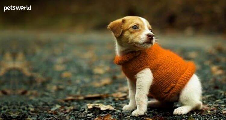 Winter Coat For Your Dog, Should My Puppy Wear A Coat In Winter