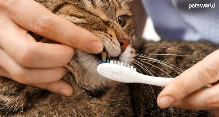 Cats Dental Problems
