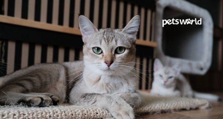 6 Tips to Keep Your Pet Cats Healthy and Happy