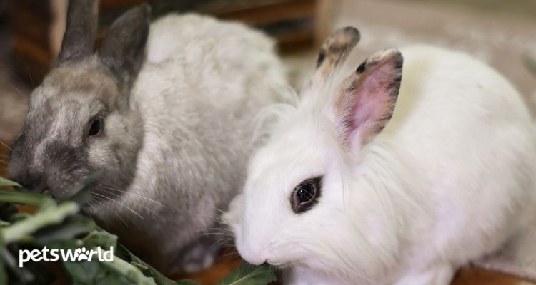 Pet Rabbits in Excellent Health
