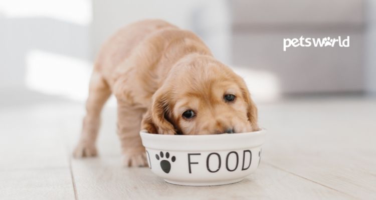 Top Dog Foods to Consider If You Are a First Time Dog Owner