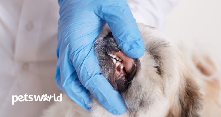 Pamper Your Pup With the Right Dental Care Right From the Beginning