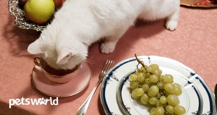 Best Home-Made Foods for Cat