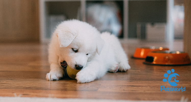 6 Indoor Games You Can Play With Your Dogs this Winter