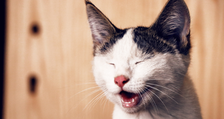 6 Essential Cat Products Every Cat Owners Must Have