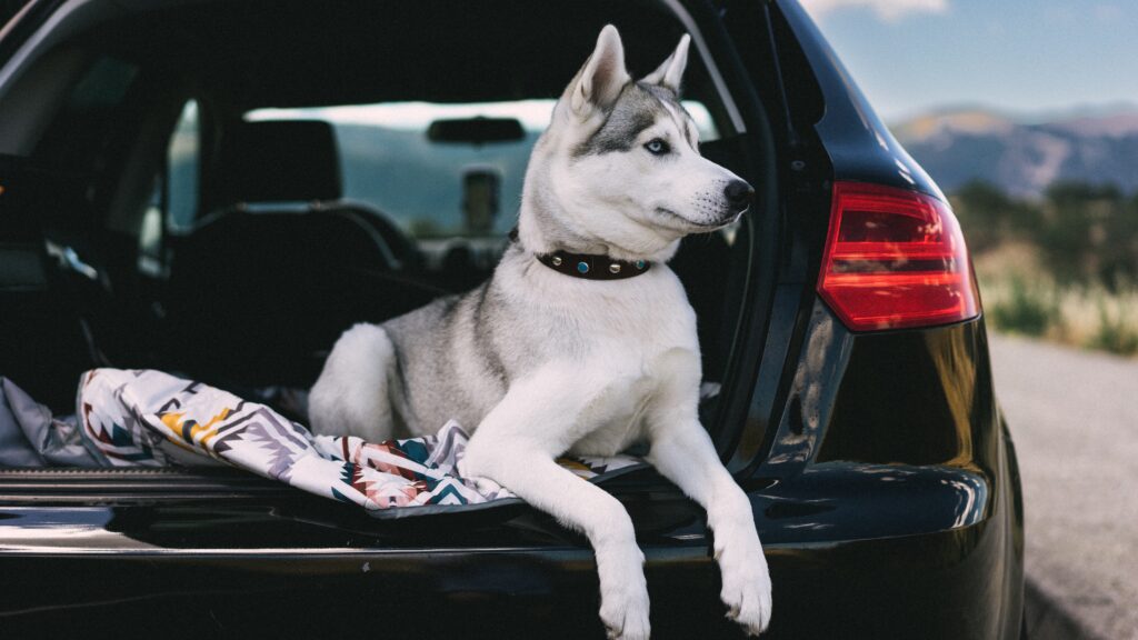 7 Essential Things to Know Before Travelling With Your Dog