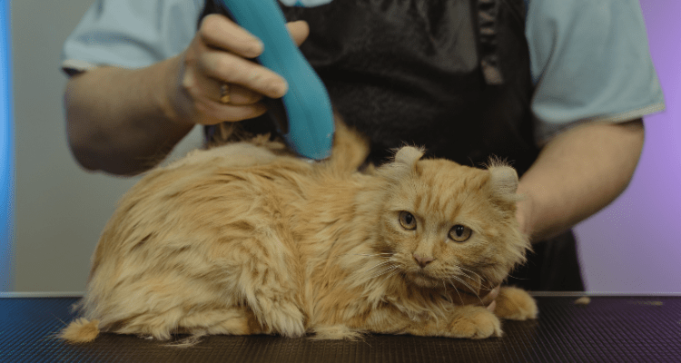 Cat Grooming