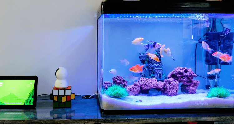 Starting-Your-First-Aquarium