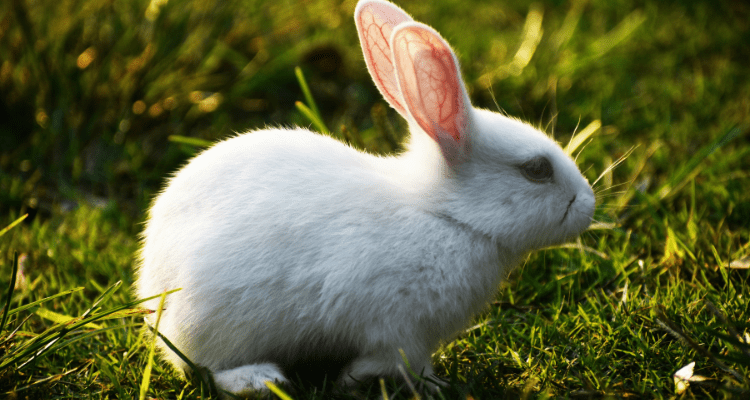 Grooming and Hygiene Tips For Rabbits