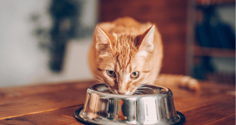 Shifting cat to a new diet