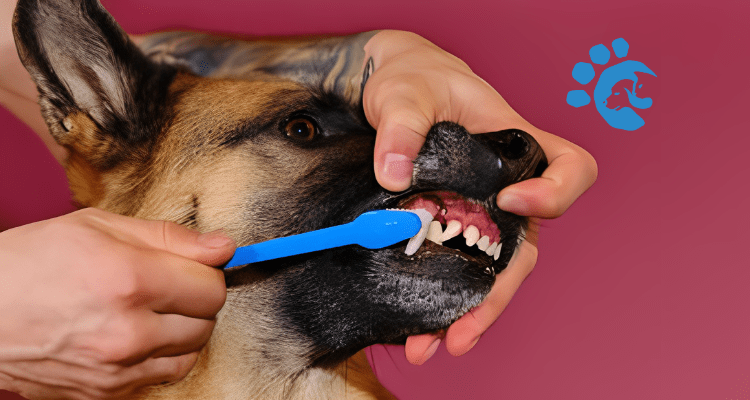 Dog-Dental-Care