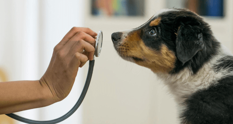 Health Issues in Dogs