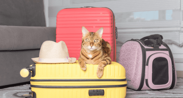Travelling-with-Cat
