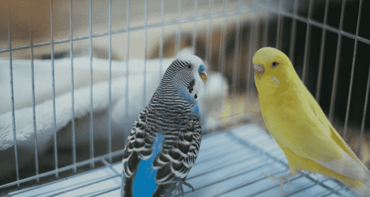 Bird-Species-For-First-Time-Owners