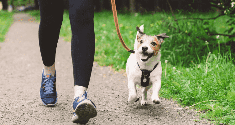 Dogs to Walk Nicely On a Leash