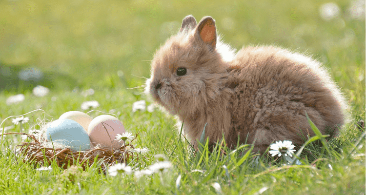 Rabbit-Playing-with-Toys