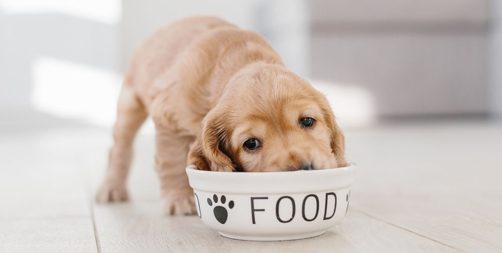 Dog Foods to Consider If You Are a First Time Dog Owner